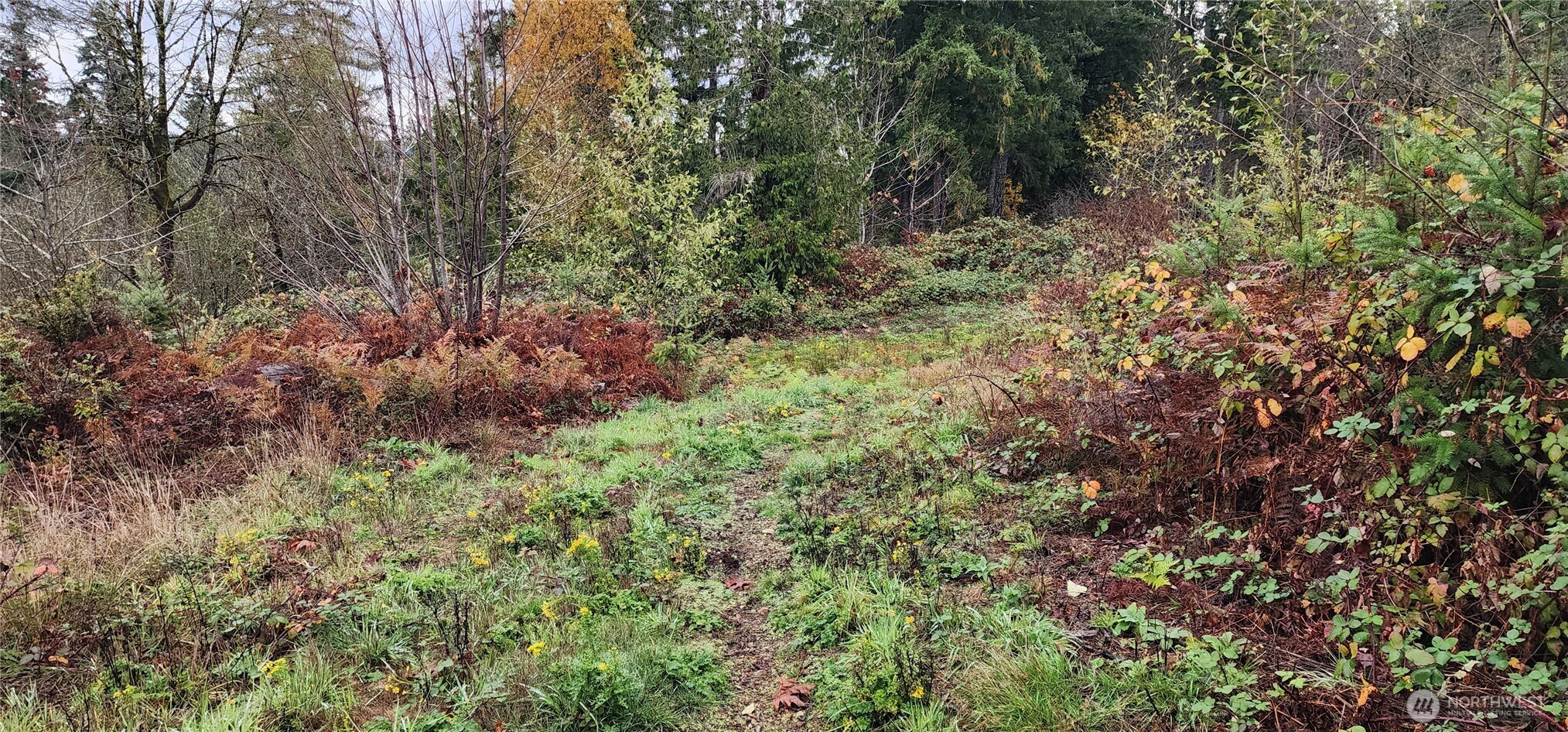 0 East Twanoh Heights Road North Belfair, WA 98528 - Photo 11 of 29 a view of a forest with plants and trees