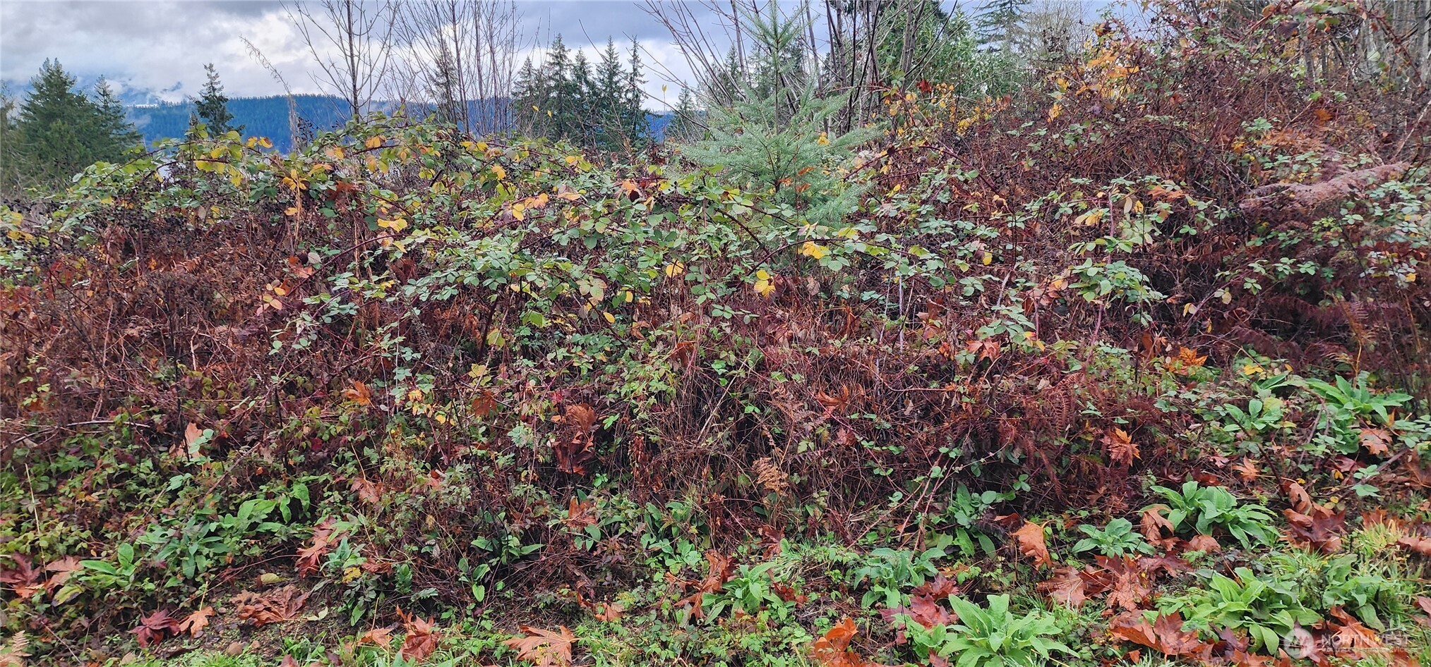 0 East Twanoh Heights Road North Belfair, WA 98528 - Photo 14 of 29 a view of a garden with plants