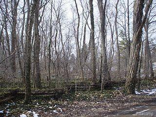 0 Denton Road Belleville, MI 48111 - Photo 1 of 1 Denton Rd. Wooded Parcel