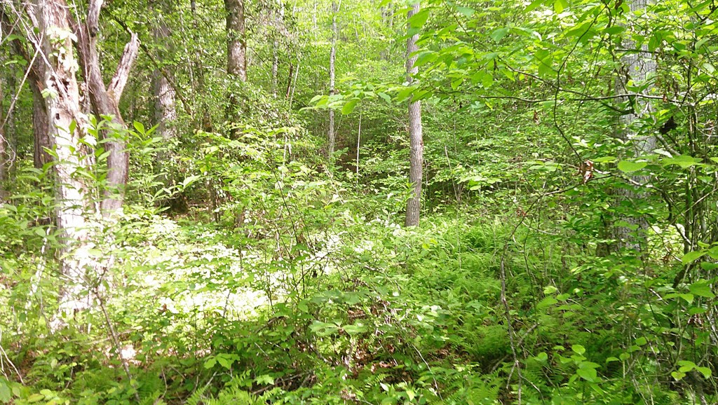 Lot 9 Mcdonald Road Murphy, NC 28906 - Photo 8 of 12