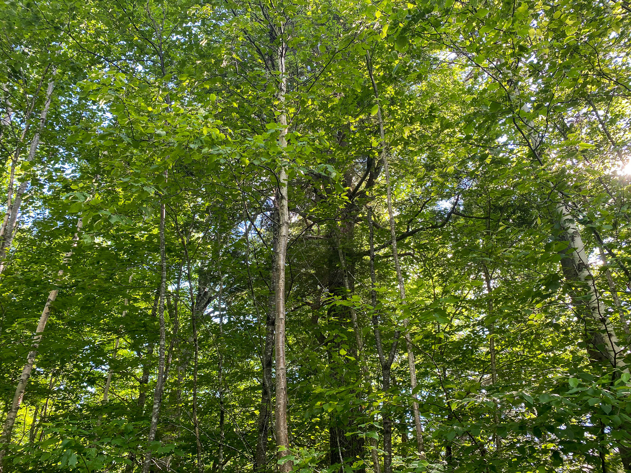 Lot 7-5a Spaulding Pond Road Lakeville, ME 04487 - Photo 15 of 26 IMG_3757
