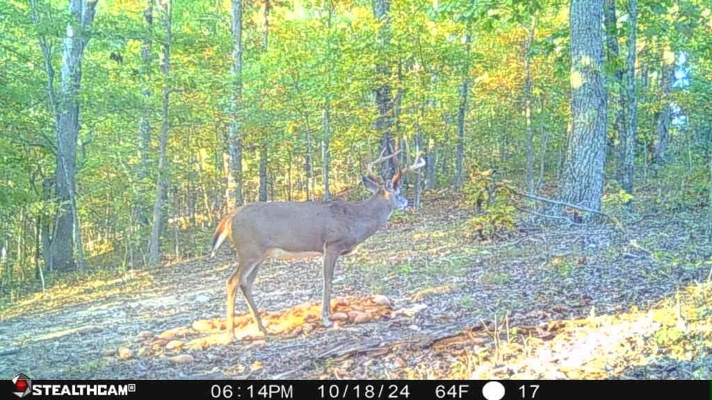 700 Clay Camp Road Hitchins, KY 41146 - Photo 69 of 108 Buck