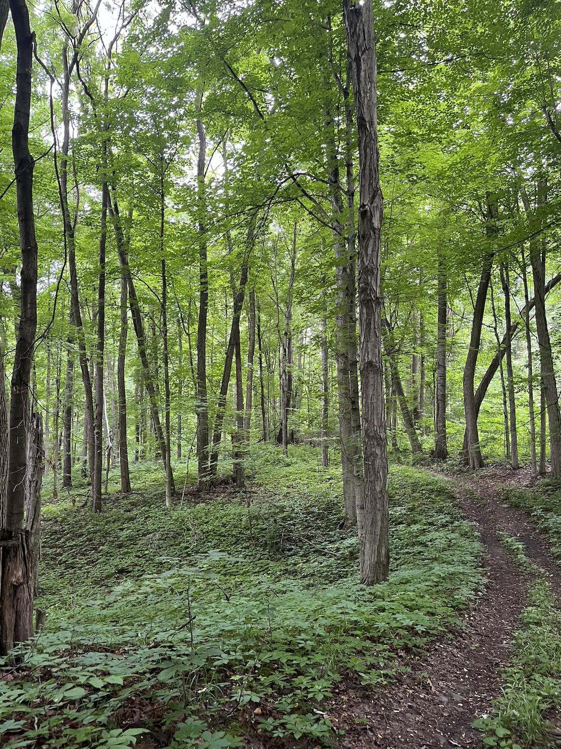 1254 Burbank Road Quincy, MI 49082 - Photo 12 of 36 Summer Trails