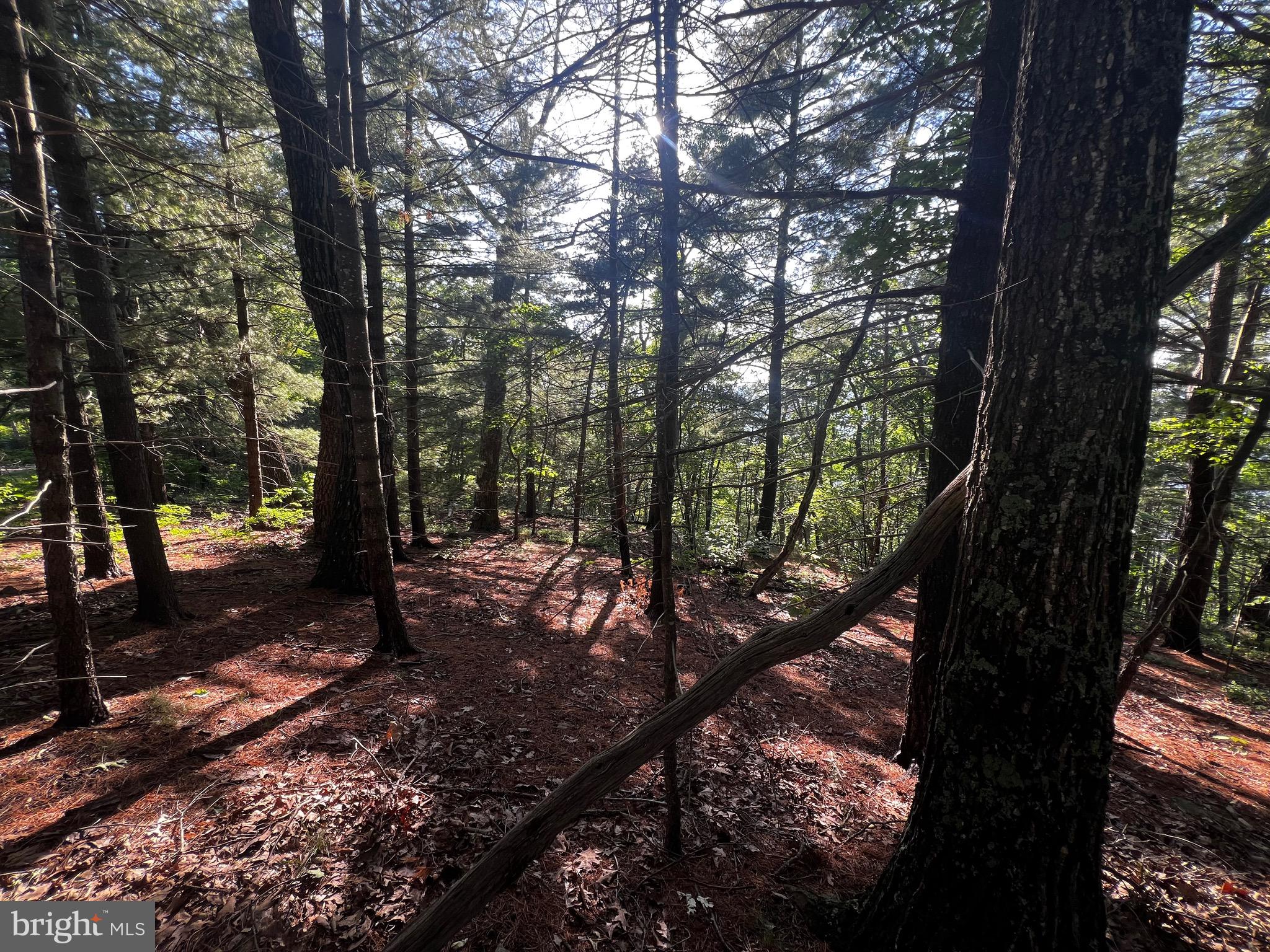 Lot 52 Grace Mountain Mathias, WV 26812 - Photo 20 of 34