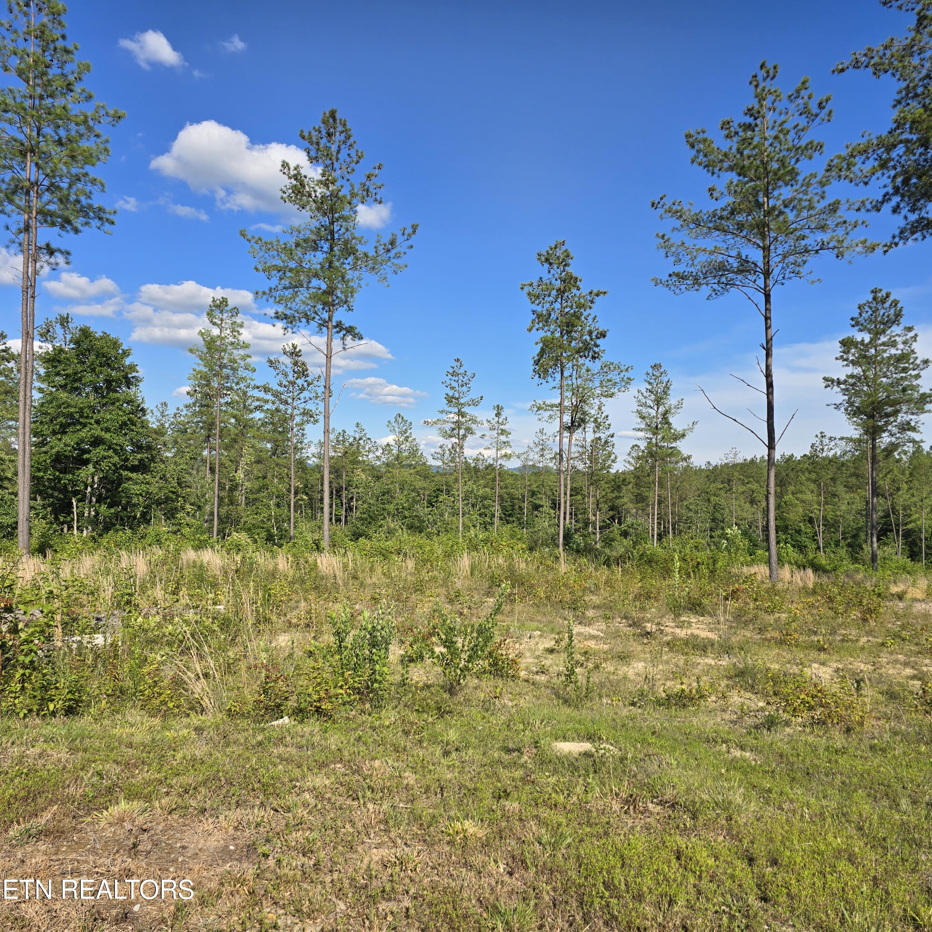 80-ac Red Hill Road Sunbright, TN 37872 - Photo 8 of 16 20260620_175611