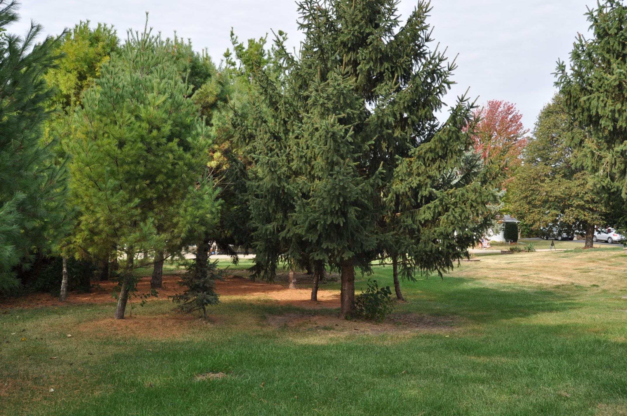 135 Fieldcrest Lane Cedarville, IL 61013 - Photo 41 of 45 a huge green field with lots of trees