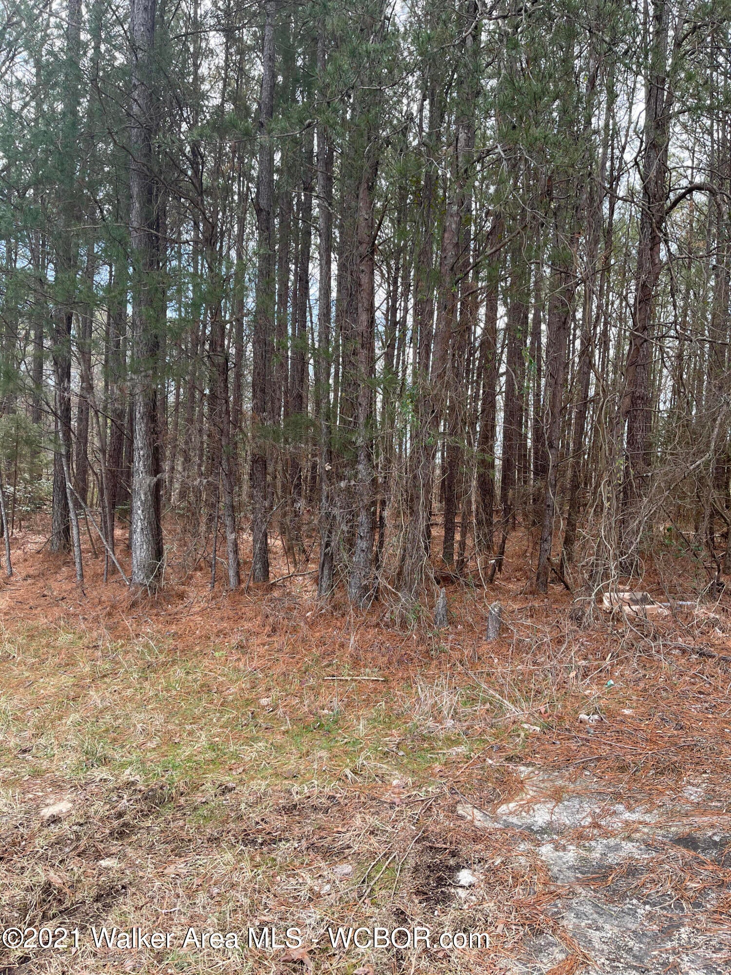 3396 Woodruff Road Adamsville, AL 35005 - Photo 7 of 17 Gallery Image 7