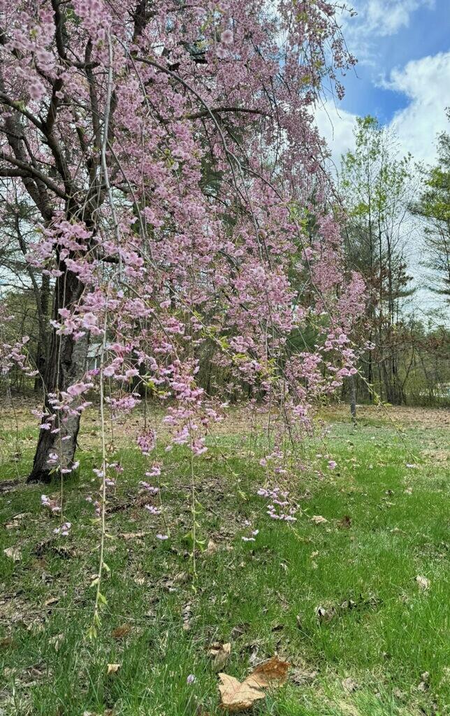 213 Skeetfield Road Oxford, ME 04270 - Photo 28 of 36 imagejpeg_0(87)