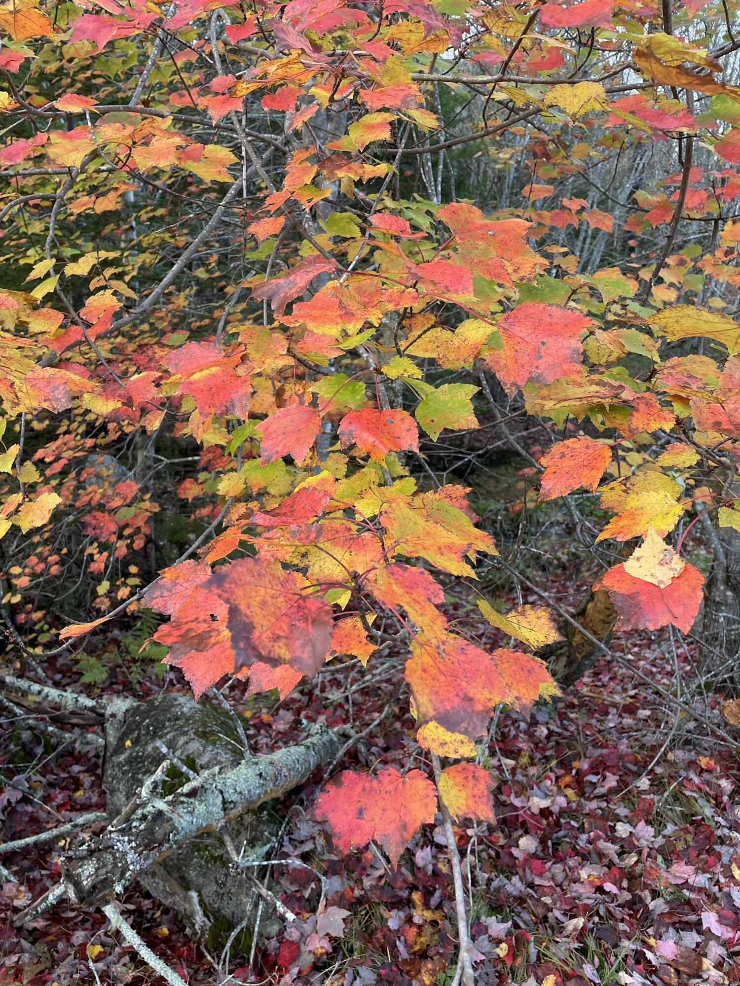 266 Pitman Road Sullivan, ME 04664 - Photo 87 of 121 IMG_1735