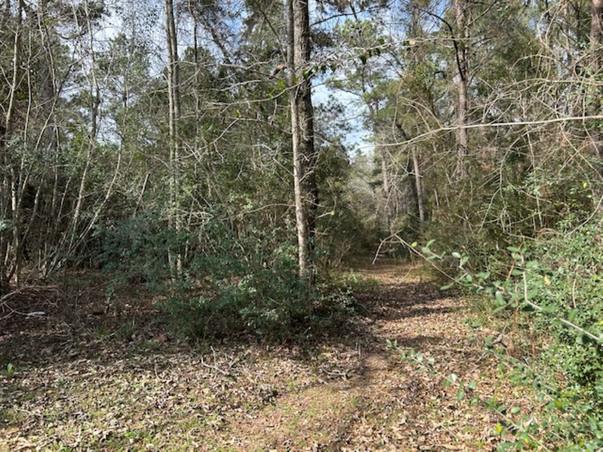 30996 Strathmore Road Waller, TX 77484 - Photo 16 of 20 a view of a pathway