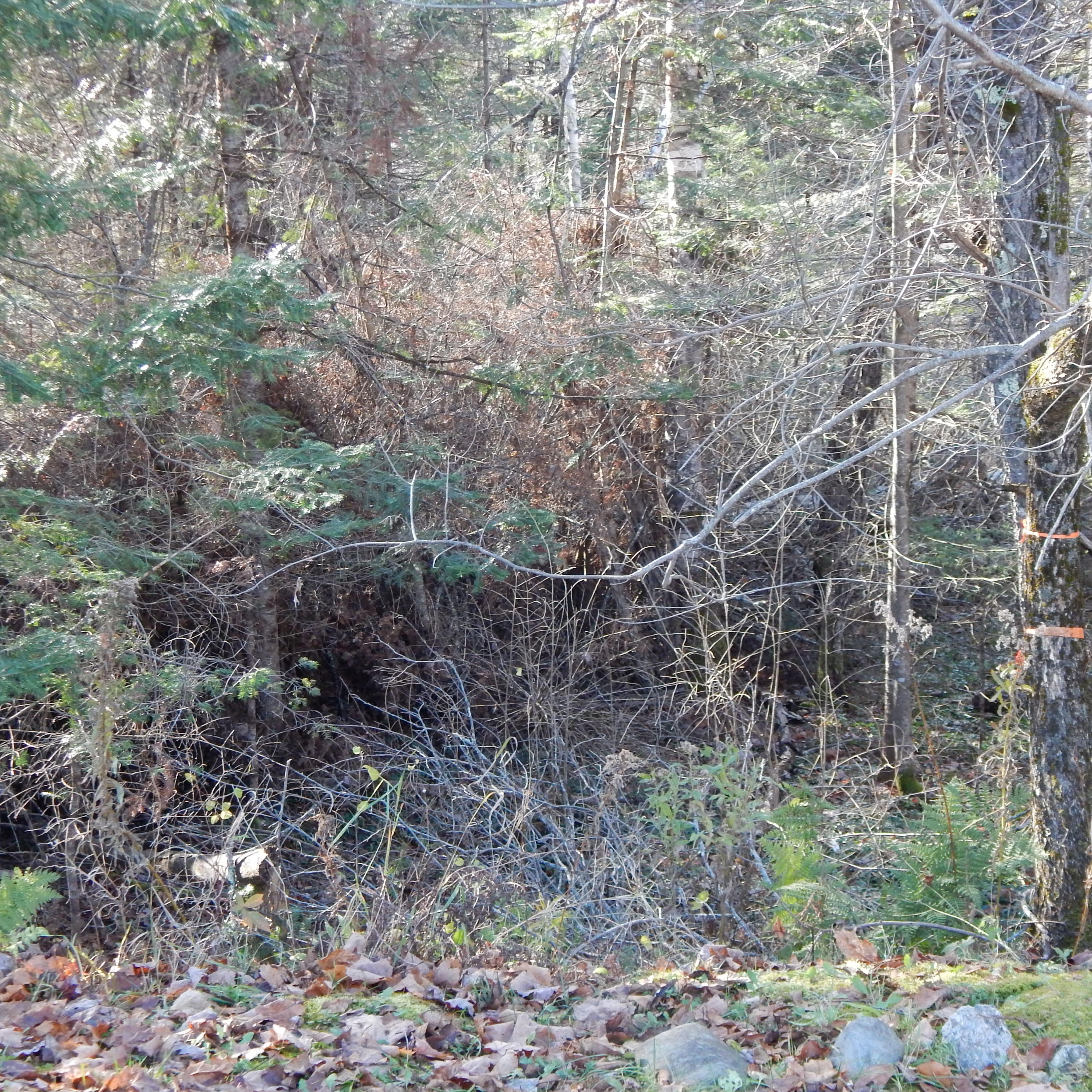 69 Herring Tract Road Willimantic, ME 04443 - Photo 55 of 60 DSCN0101