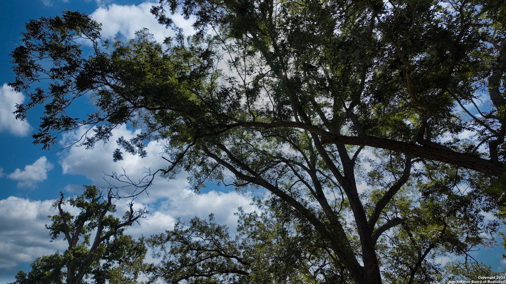 0 State Hwy 80 S Luling, TX 78648 - Photo 15 of 18 a view of tree