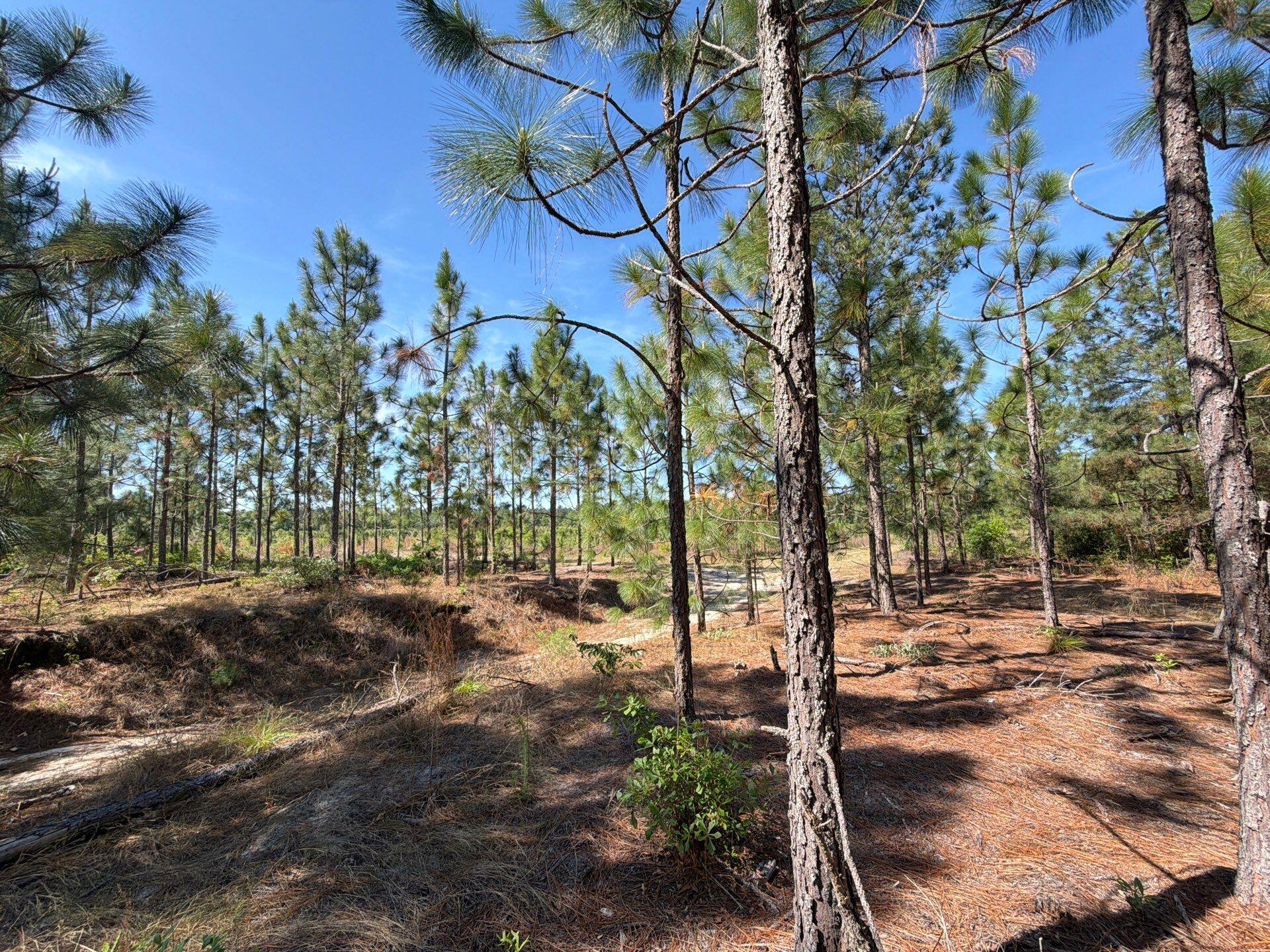 3 Holstein Road, Unit HRF 3 Wagener, SC 29164 - Photo 5 of 24