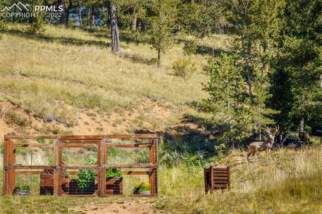 9455 Elk Ridge South Divide, CO 80814 - Photo 7 of 10 The enclosed, raised garden beds attract some wonderful visitors