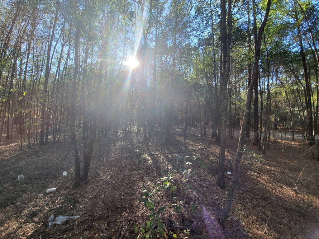 0 Festival Trail Road, Unit ROAD Springfield, SC 29146 - Photo 5 of 6 Photo 5