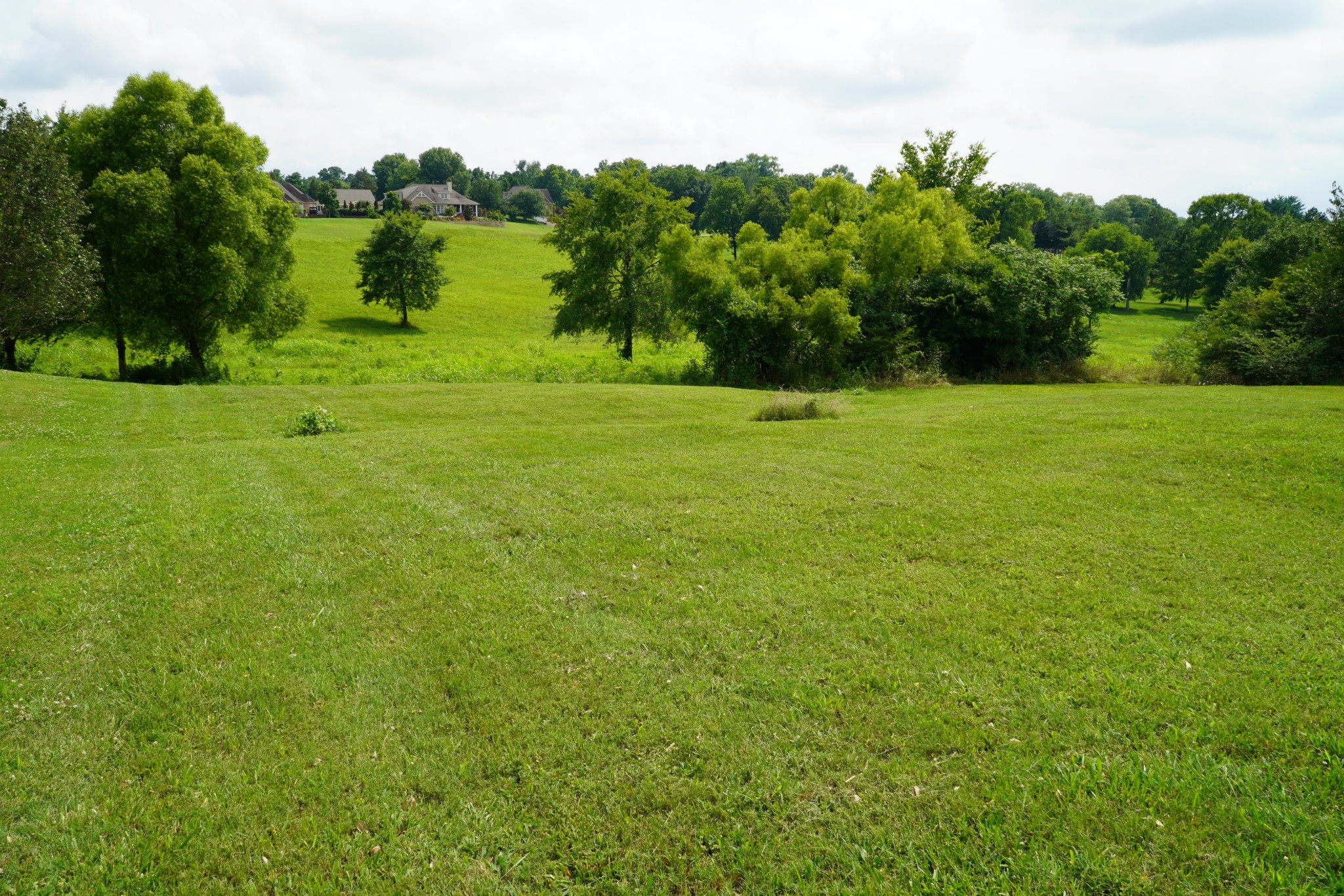 a view of a grassy field with trees
