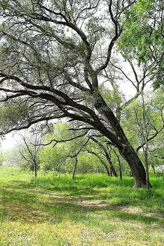 $477,177 | Tbd Scott Road, Weimar, TX 78962