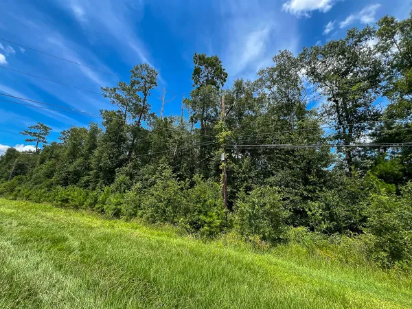 a view of a lush green space