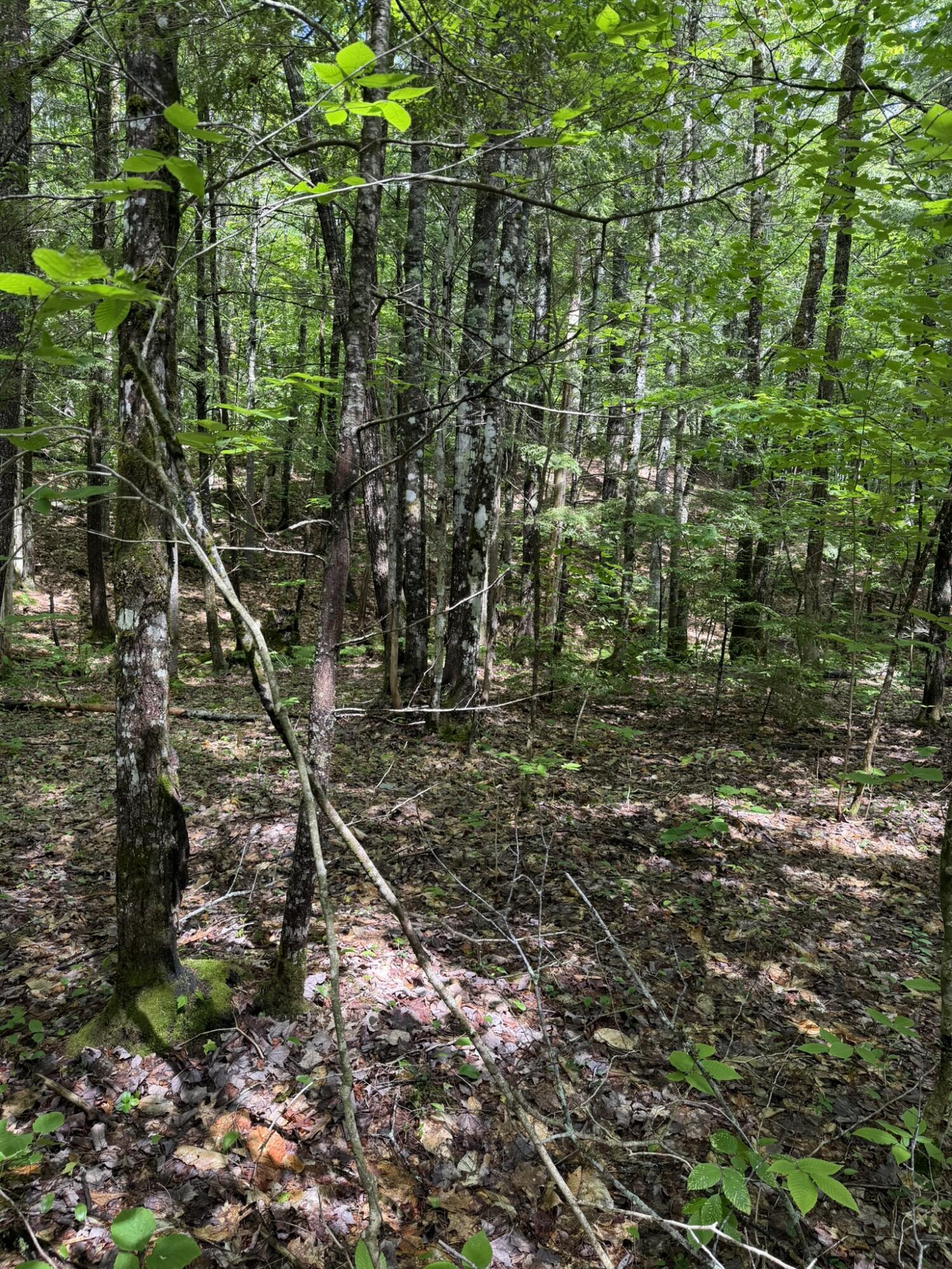 Lot 44 Rolfe Road Harrison, ME 04040 - Photo 18 of 21 IMG_1114