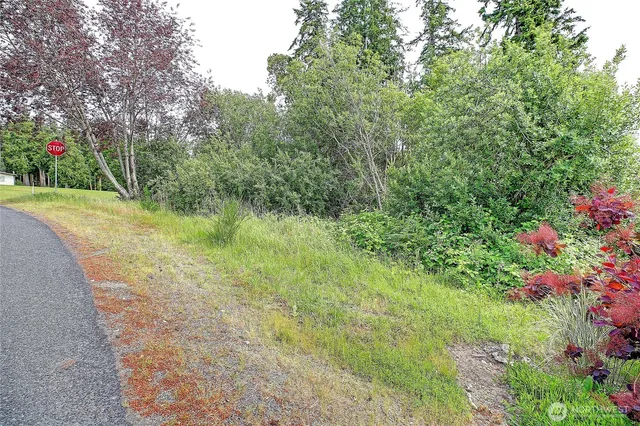 a view of a yard with plants and large trees