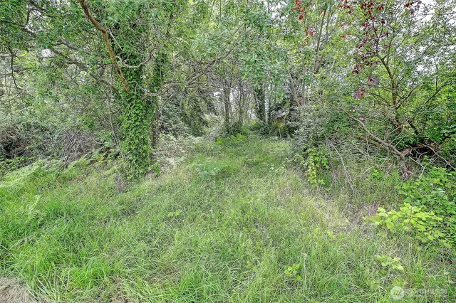a view of a lush green forest
