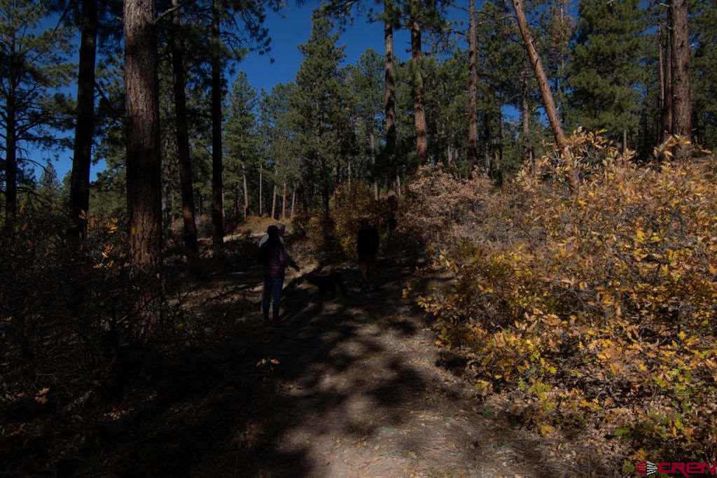 56 Red Canyon Trail Durango, CO 81301 - Photo 8 of 11 Gallery Image 8