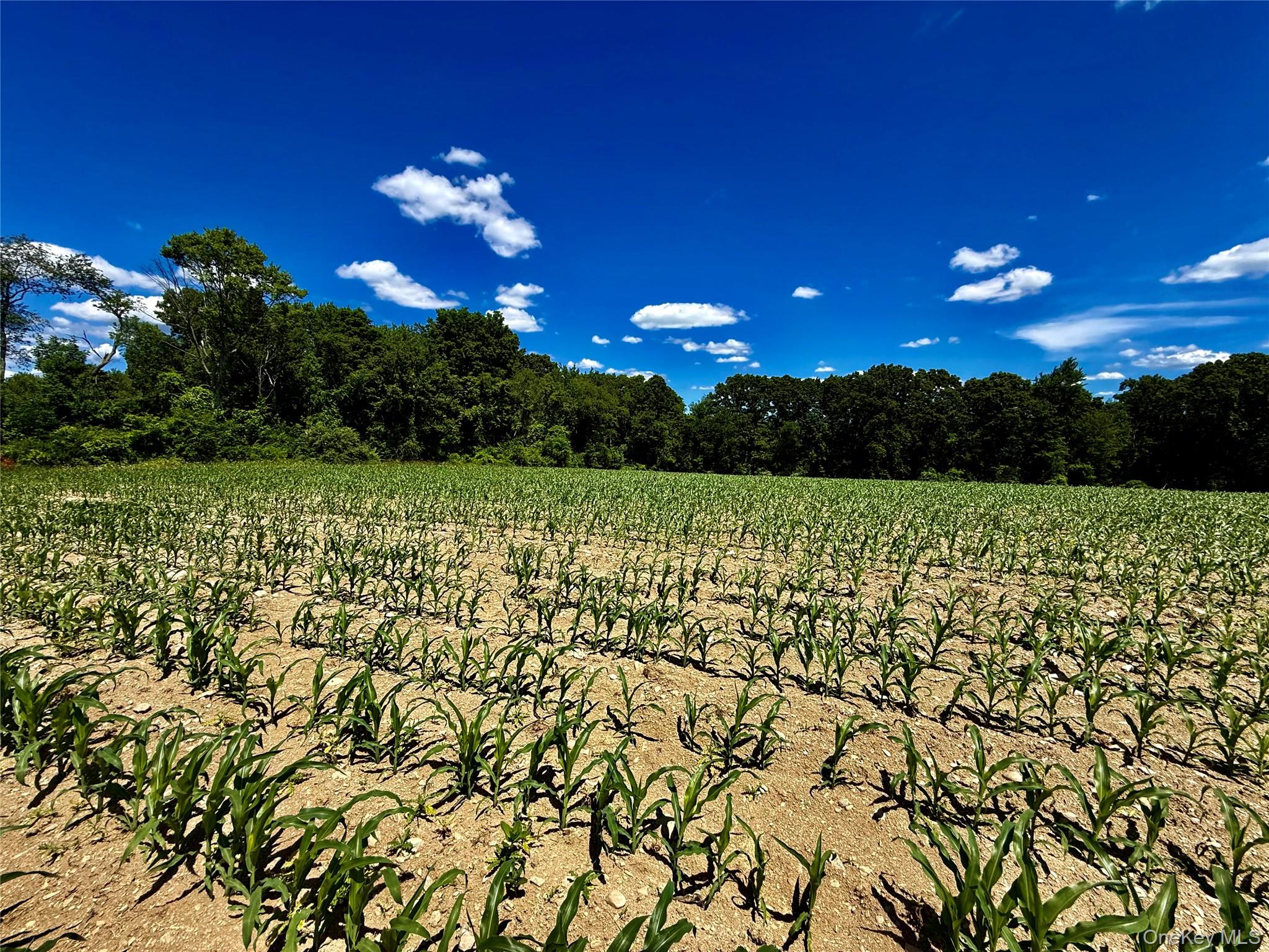 513 Rossway Road Pleasant Valley, NY 12569 - Photo 10 of 17 Field Number 3#