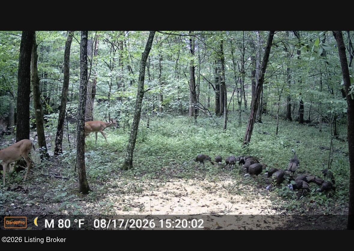 3977 Baker Ridge Road Mackville, KY 40040 - Photo 2 of 24 IMG_8561