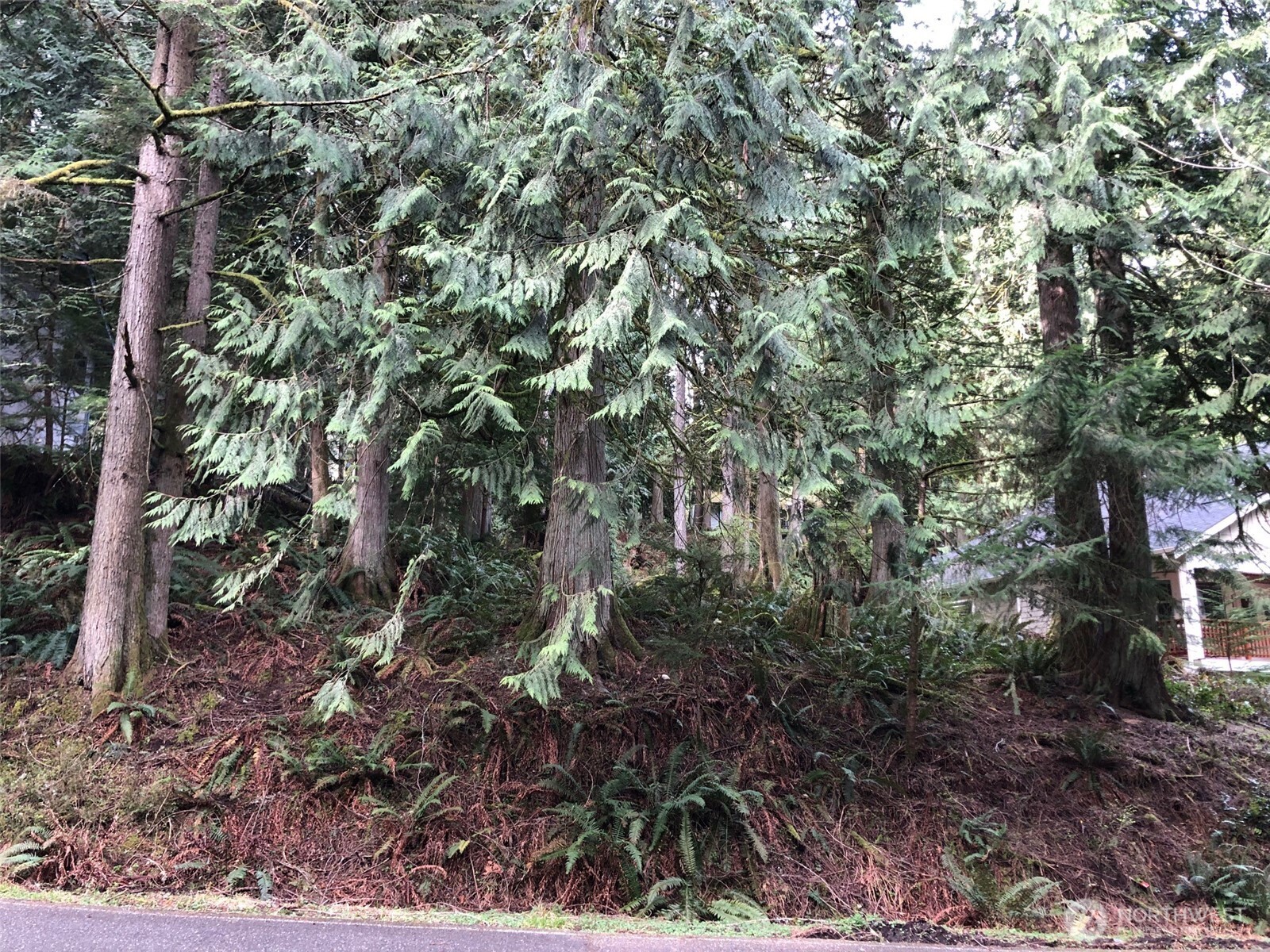 26 Jasper Ridge Lane Bellingham, WA 98229 - Photo 1 of 3 a view of a forest with a tree