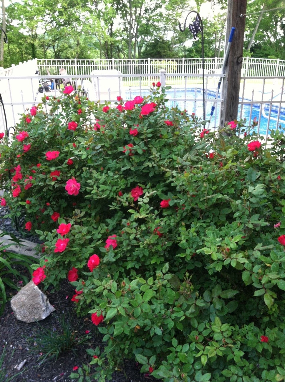 1160 John Sharp Road Spring Hill, TN 37174 - Photo 49 of 51 a view of a flower garden