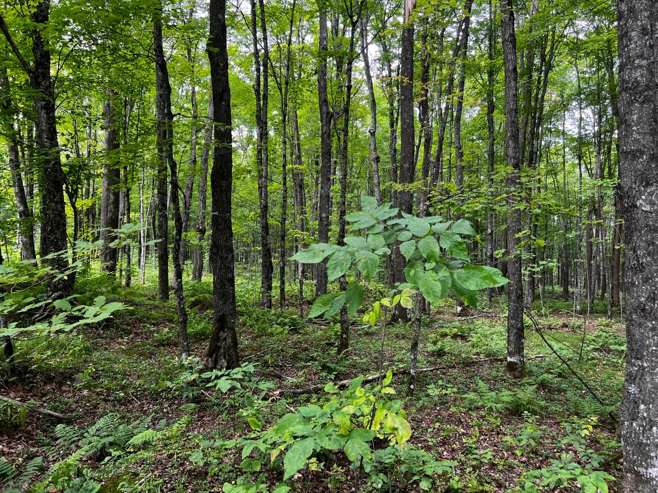 On On Shore Road, Unit LOT 12 Phelps, WI 54554 - Photo 3 of 7 Gallery Image 3