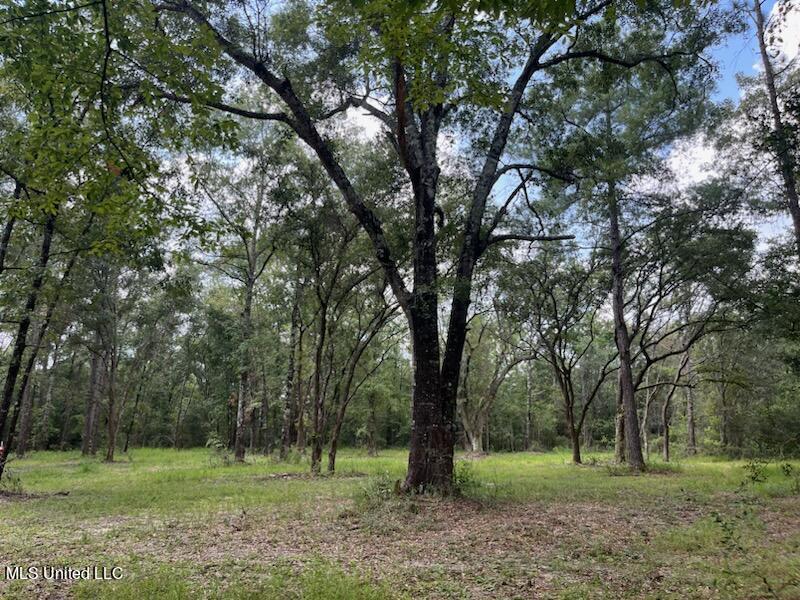 Tanner Williams Road Lucedale, MS 39452 - Photo 4 of 11 IMG_5600