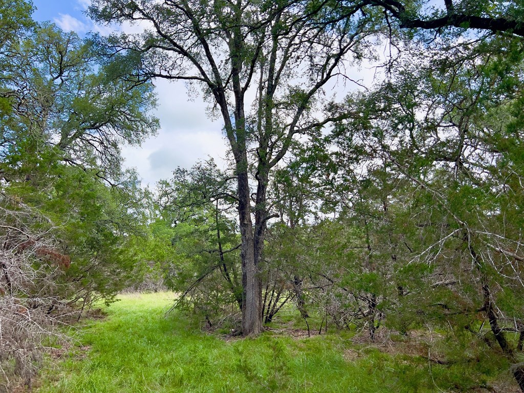 Tbd - Lot 43 A Tbd - Road, Unit 43A Blanco, TX 78606 - Photo 3 of 9 a view of backyard with green space