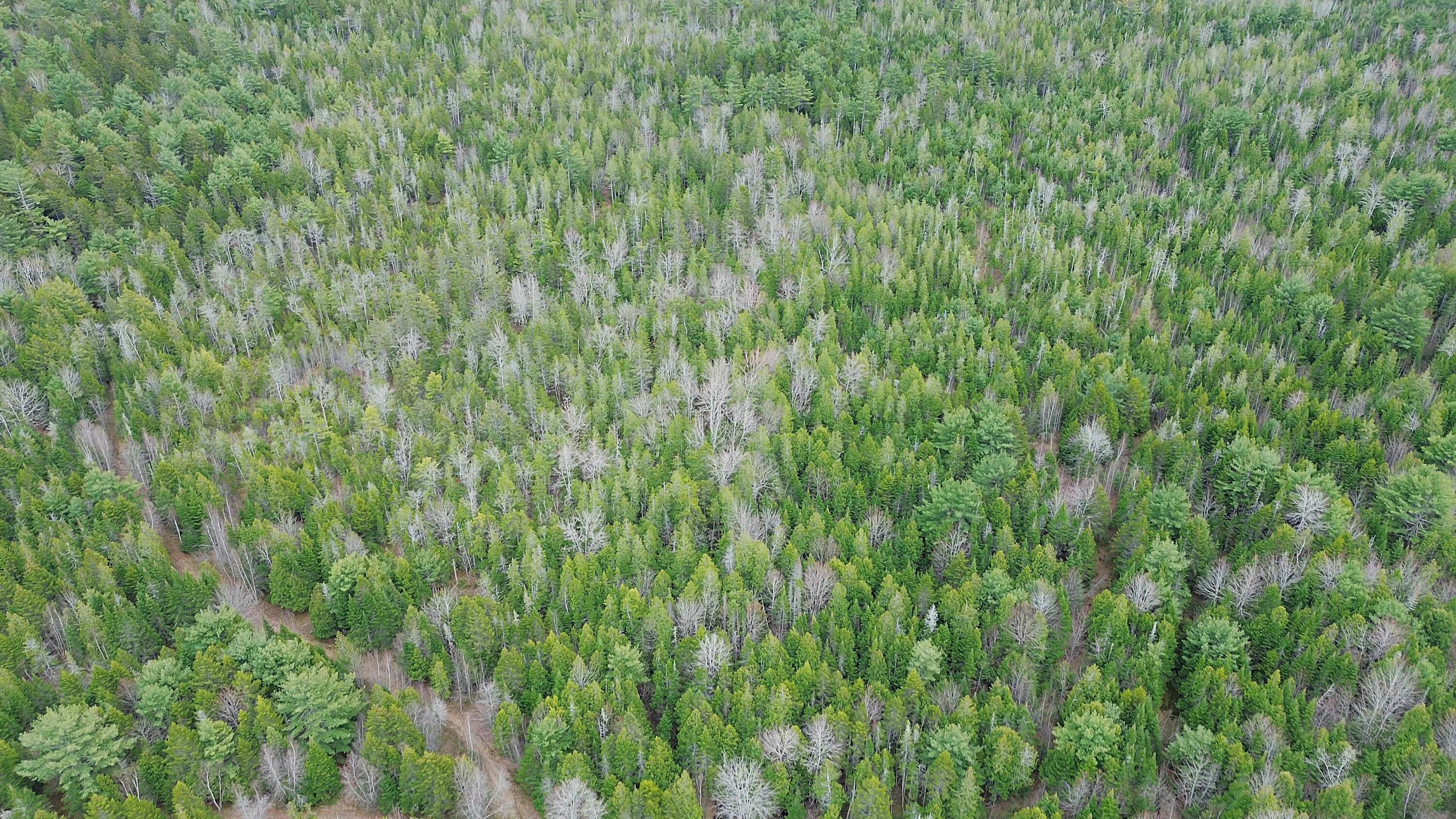 Map6-20 Bailey Mountain Road, Unit 66AC Franklin, ME 04634 - Photo 8 of 16 Wooded