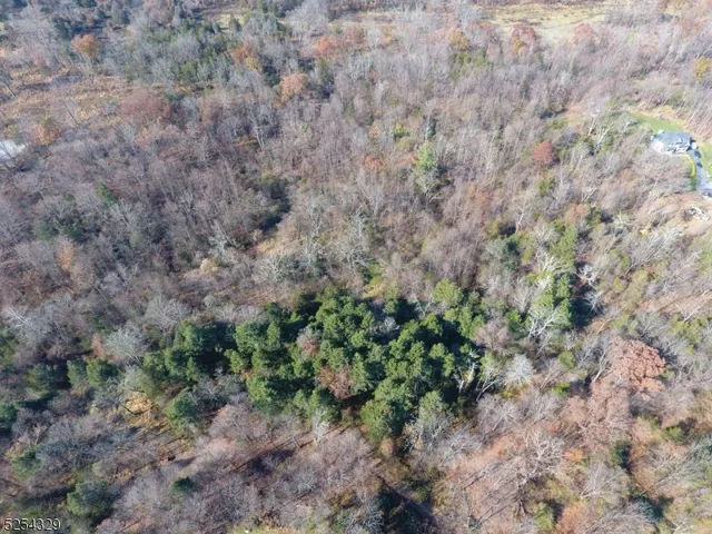 a view of a forest with trees