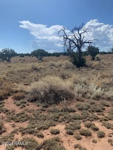 a view of a dry yard