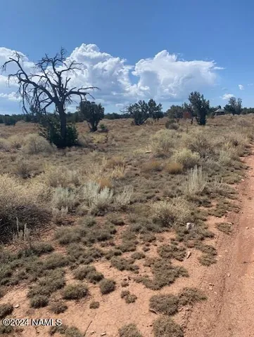 a view of a dry yard with wooden fence
