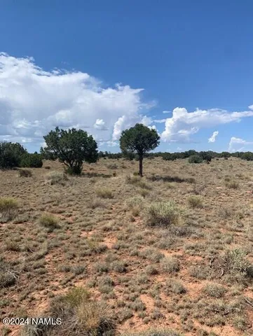 a view of a dry yard