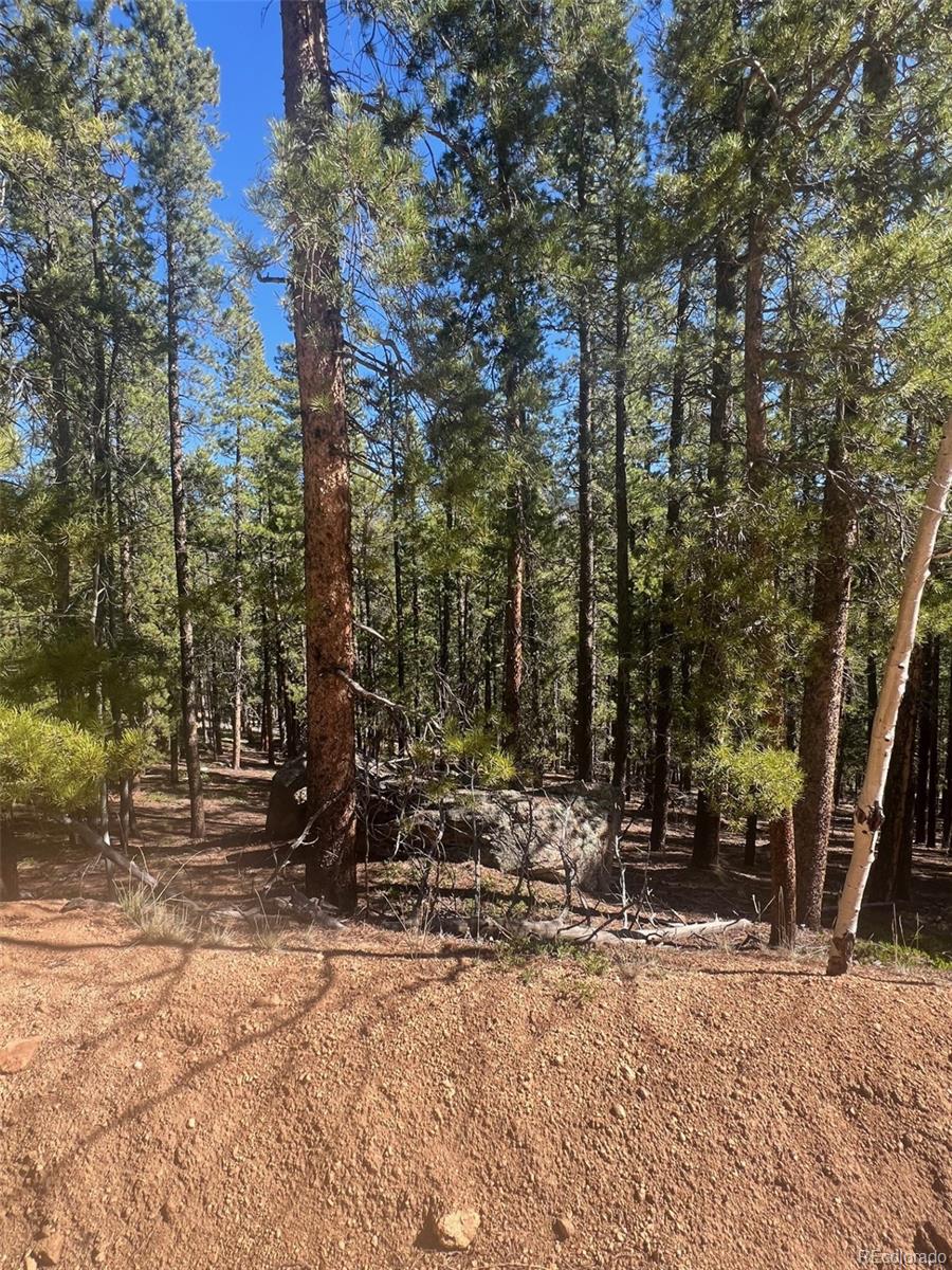 511 Lakeview Road Bailey, CO 80421 - Photo 6 of 10