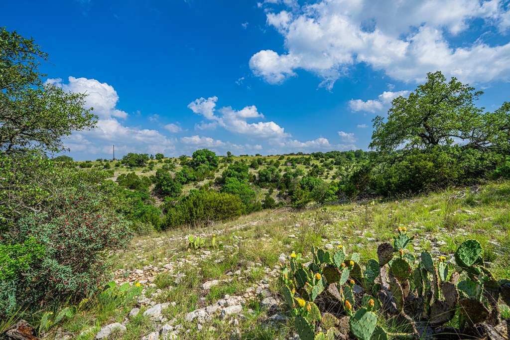 Lot 33 Spring Bluff Junction Junction, TX 76849 - Photo 8 of 19 a view of a flower in a garden