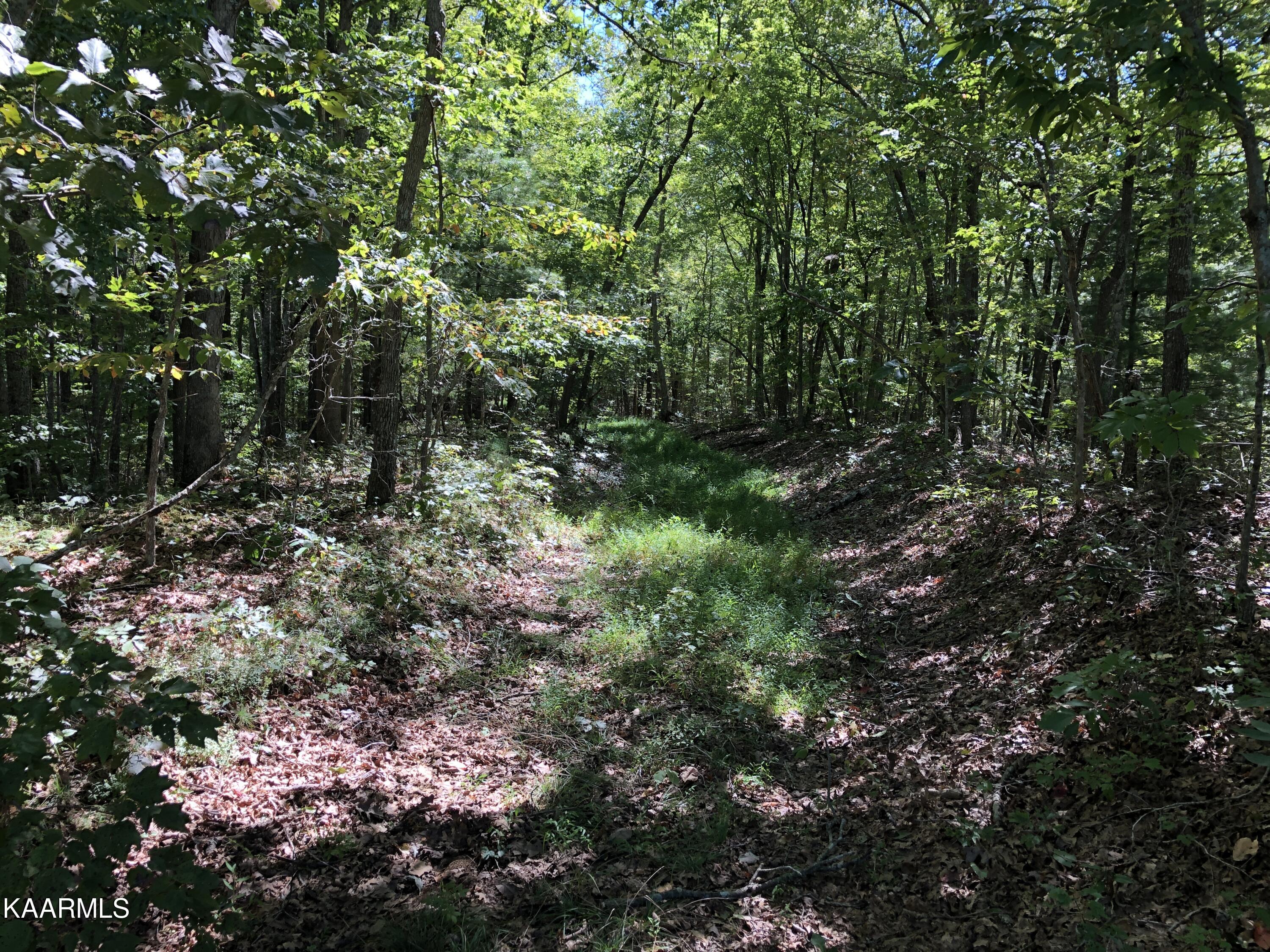 435-acres Anthony Road Deer Lodge, TN 37726 - Photo 3 of 5 Gorgeous Land
