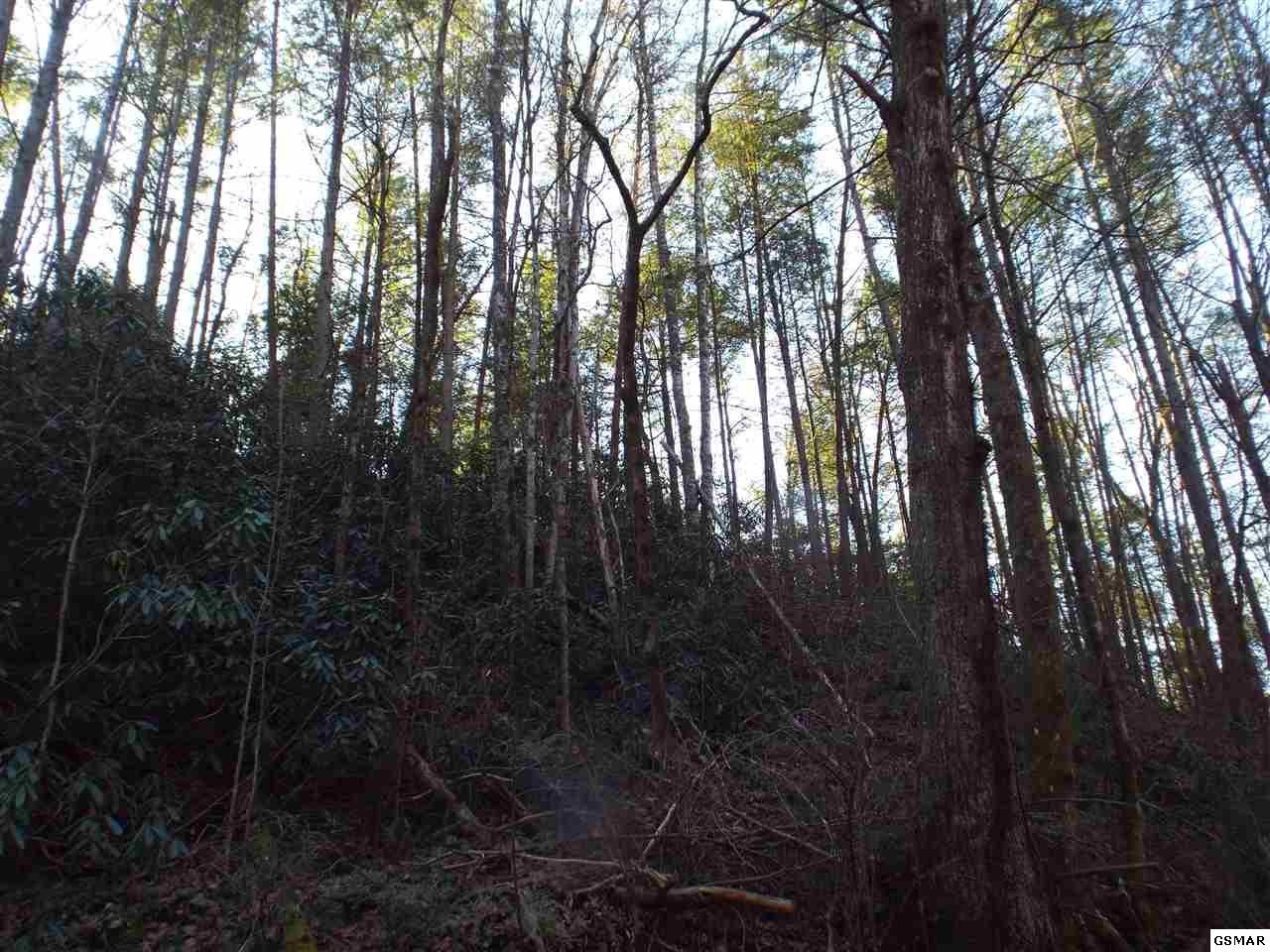 0 Loop Road Gatlinburg, TN 37738 - Photo 6 of 9
