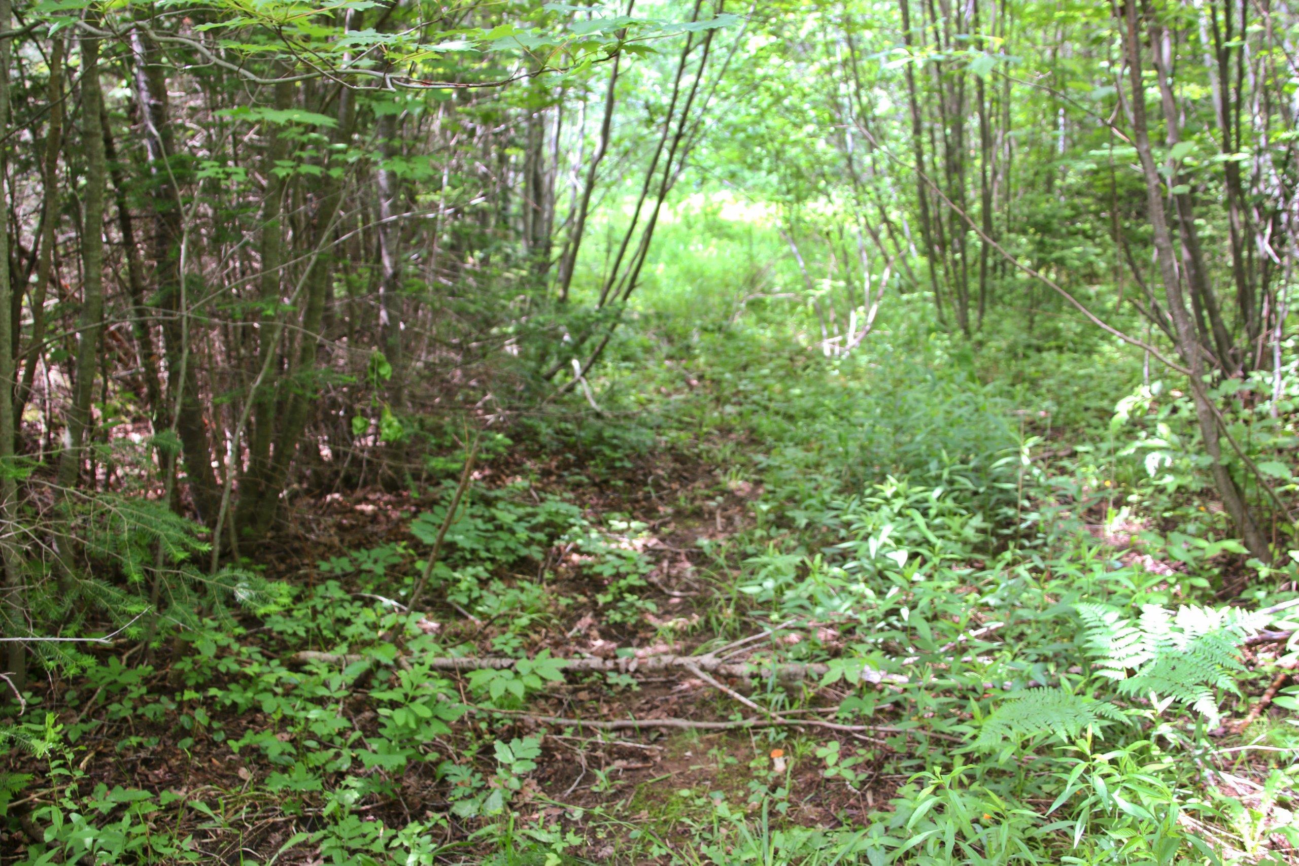 Bogus Road Deerbrook, WI 54424 - Photo 69 of 78