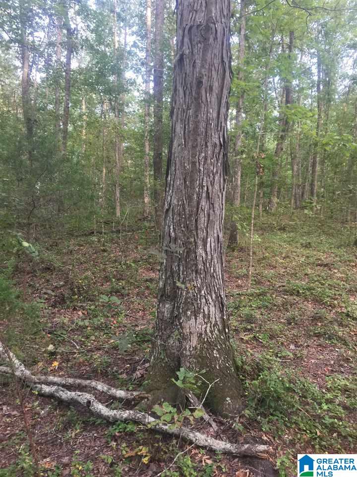 241 Sulphur Springs Road, Unit 9 89 ACRES Lincoln, AL 35096 - Photo 23 of 44