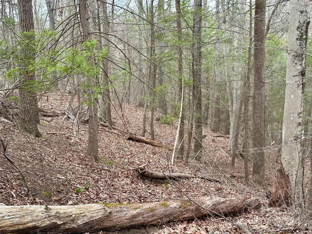 a view of a yard with large trees