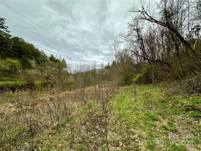 a view of bushes and trees