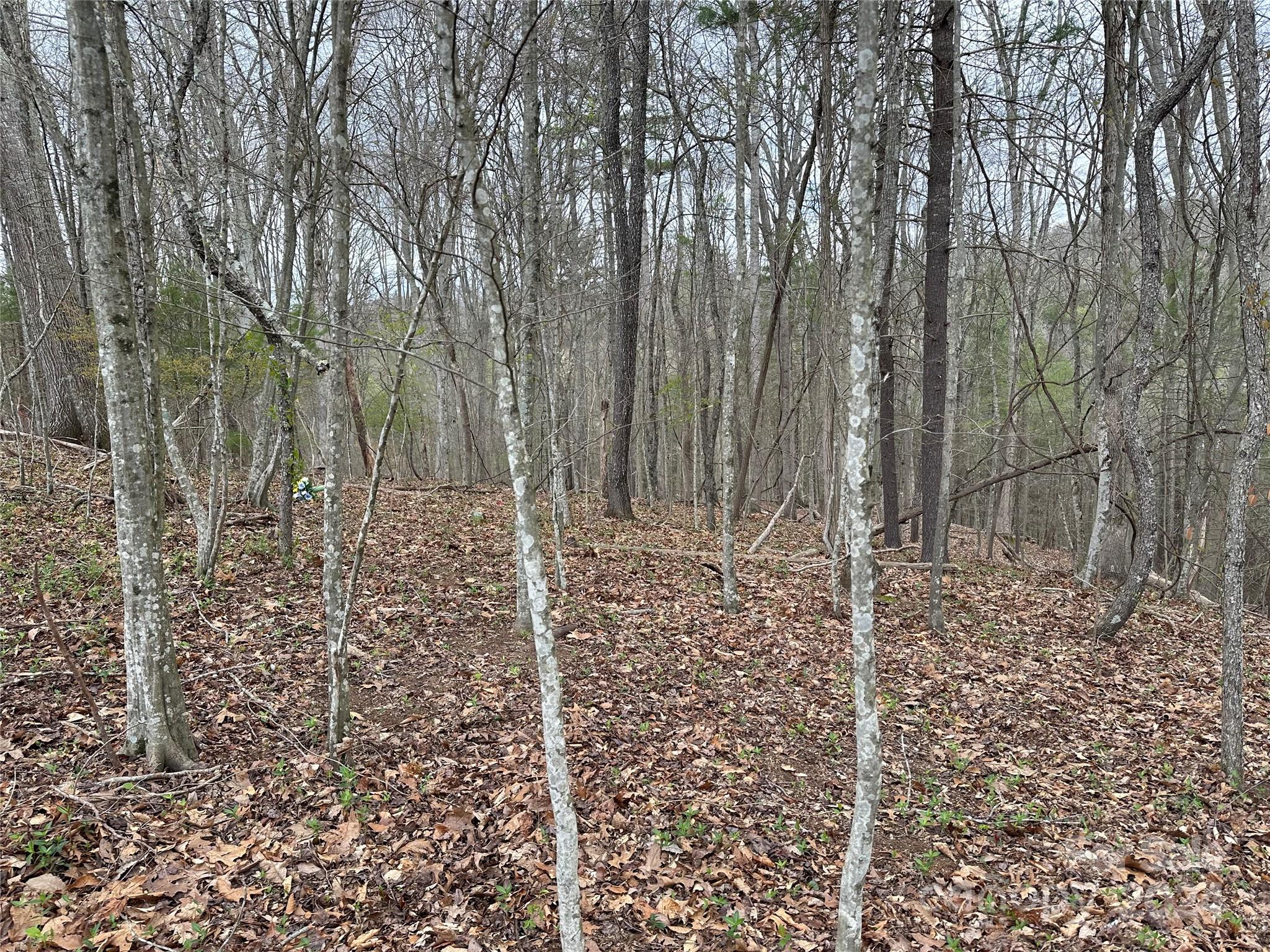 0 Fletcher Martin Road, Unit 2 & 3 Alexander, NC 28701 - Photo 9 of 35 a view of a forest