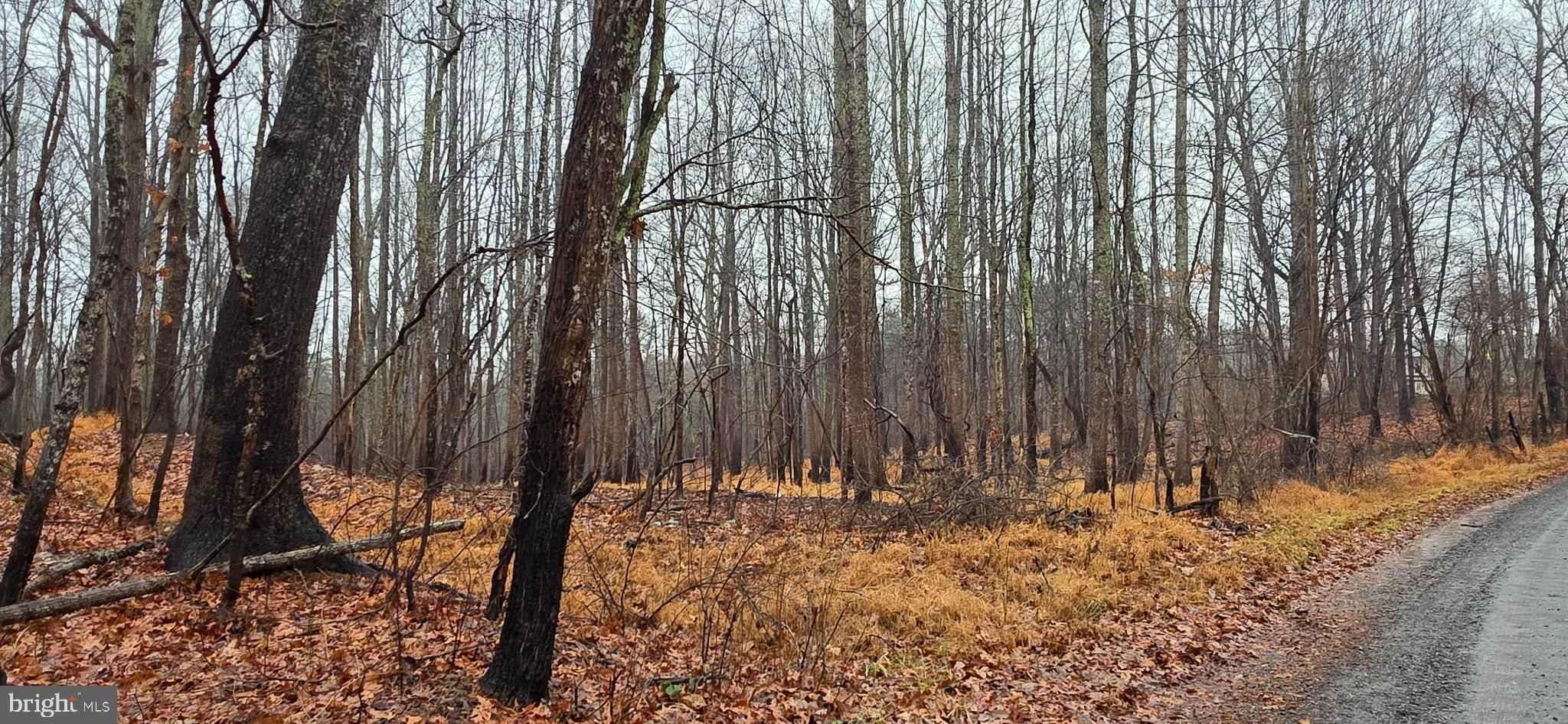 Lot B Obannons Mill Road Boston, VA 22713 - Photo 1 of 30 Winter landscape views