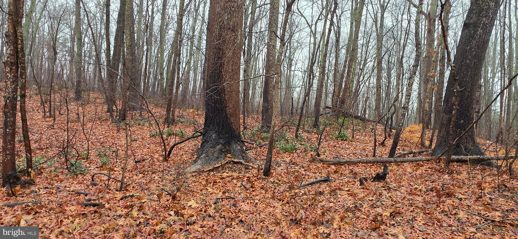Lot B Obannons Mill Road Boston, VA 22713 - Photo 4 of 30 Leafless trees during winter.