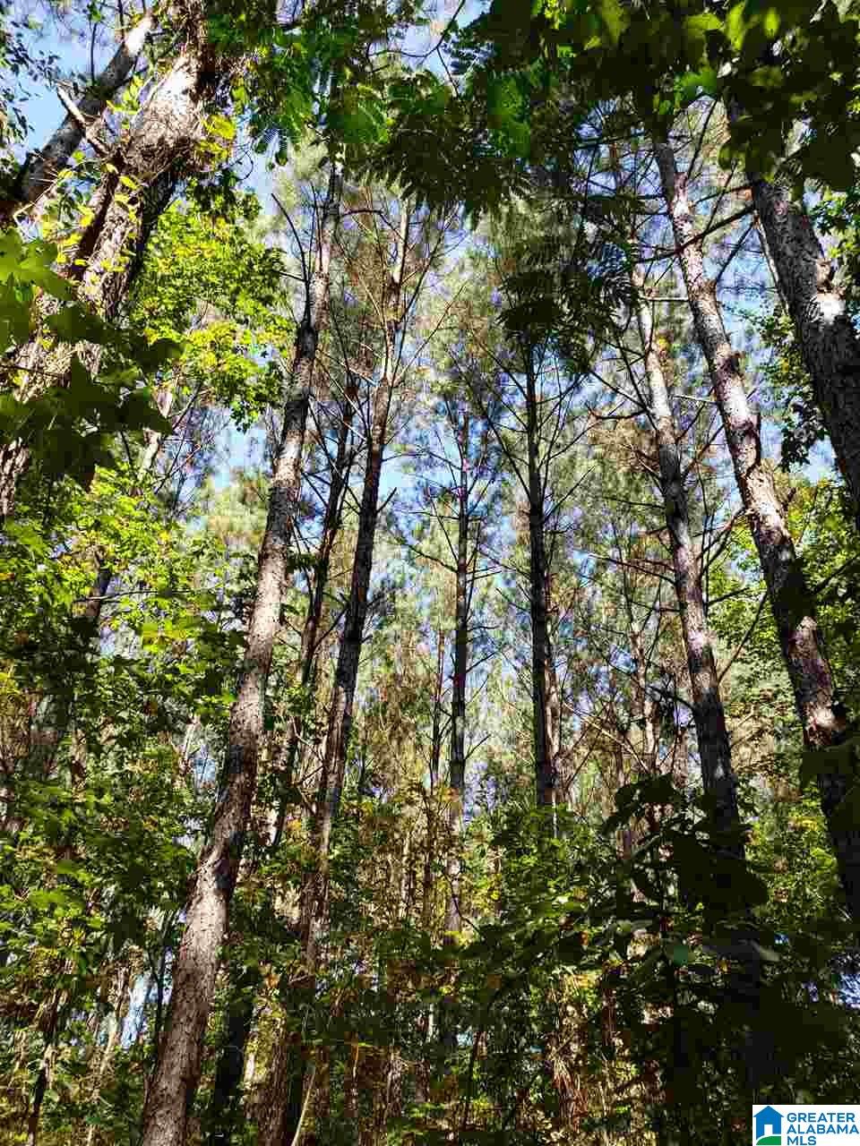 Lot 9 Redman Hall Road, Unit 1 Oneonta, AL 35121 - Photo 3 of 10
